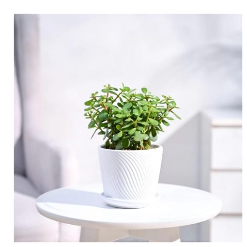 Ugaoo Good Luck Jade Plant with Self Watering Pot | Homedecor | Productzone